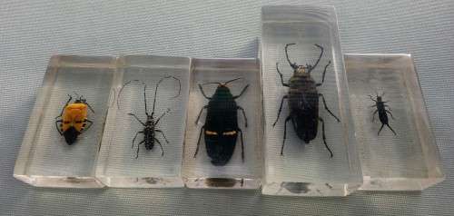 5 X REAL BUGS IN CLEAR RESIN (PLEASE READ)