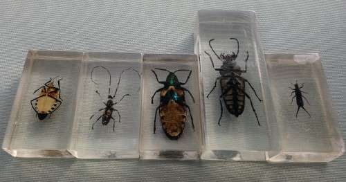 5 X REAL BUGS IN CLEAR RESIN (PLEASE READ)