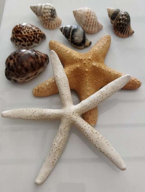 Sea Shells & Starfish