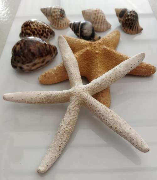 Sea Shells & Starfish