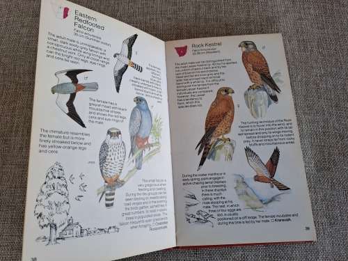 Struik Pocket Guides for Southern Africa Birds of Prey
