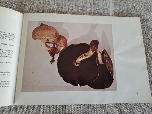 Mushrooms and Toadstools / Sampiome en Paddastoele