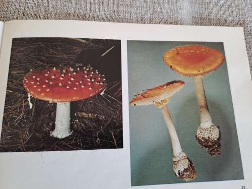 Mushrooms and Toadstools / Sampiome en Paddastoele