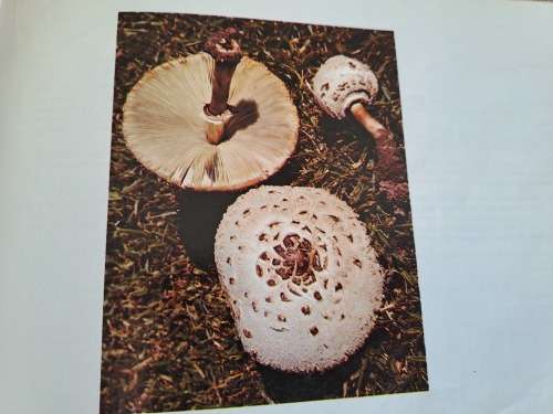Mushrooms and Toadstools / Sampiome en Paddastoele