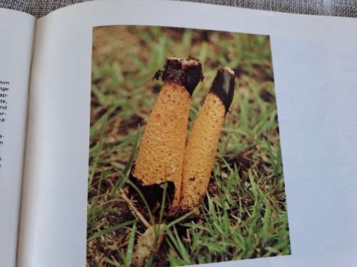 Mushrooms and Toadstools / Sampiome en Paddastoele