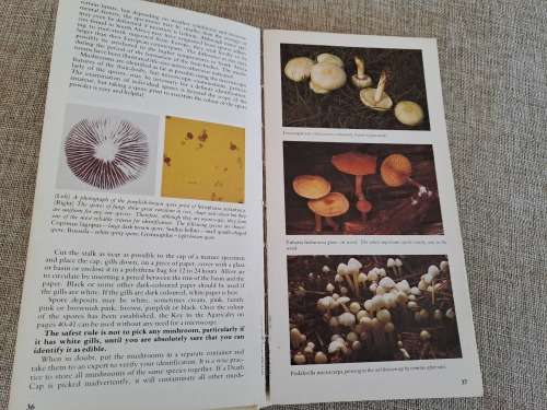 A Field Guide to the Mushrooms of South Africa