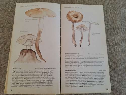 A Field Guide to the Mushrooms of South Africa