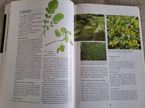 Herbs Their Cultivation and Usage