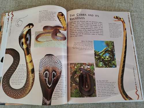 Snakes Nature Watch - Barbara Taylor