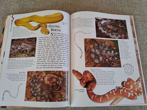 Snakes Nature Watch - Barbara Taylor
