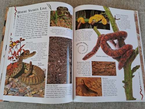 Snakes Nature Watch - Barbara Taylor