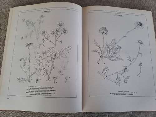The Practical Book Of Herbs - Growing and using herbs in Southern Africa