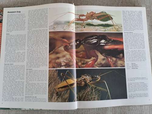 Encyclopedia of Insects & Arachnids