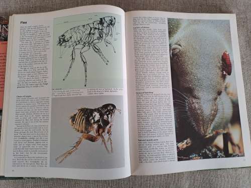 Encyclopedia of Insects & Arachnids