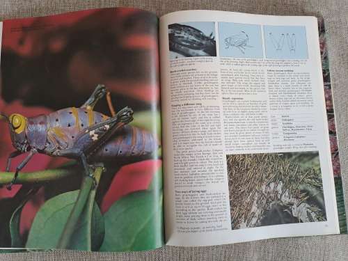 Encyclopedia of Insects & Arachnids