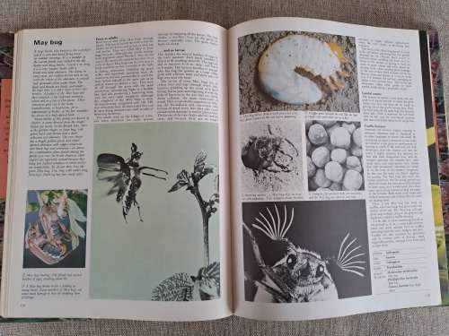 Encyclopedia of Insects & Arachnids
