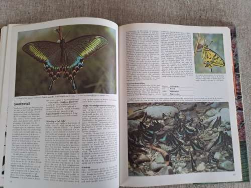 Encyclopedia of Insects & Arachnids