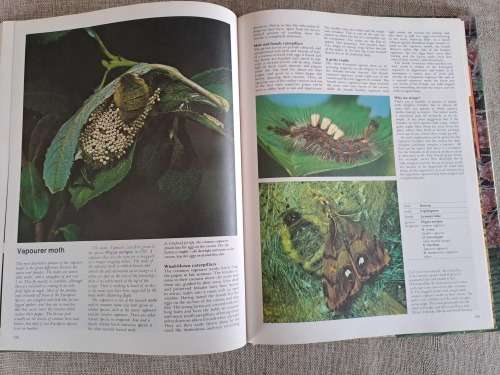 Encyclopedia of Insects & Arachnids