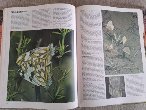 Encyclopedia of Insects & Arachnids