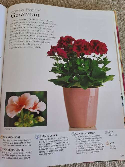 House Plants Indoor plants anyone can grow - Paul Williams