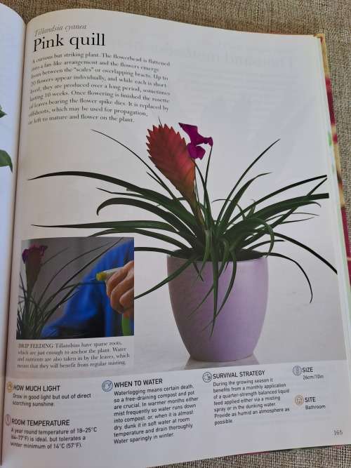 House Plants Indoor plants anyone can grow - Paul Williams