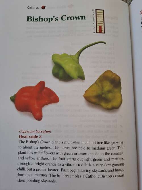 Chillies -  Wendy Flanagan & Janeen Nichols