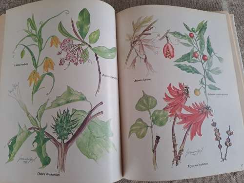 Poisonous Plants in South African Gardens and Parks -Joan Munday