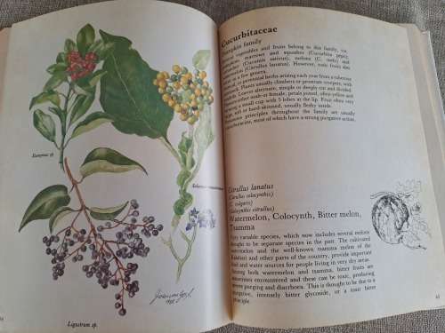 Poisonous Plants in South African Gardens and Parks -Joan Munday