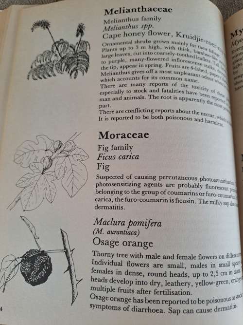 Poisonous Plants in South African Gardens and Parks -Joan Munday