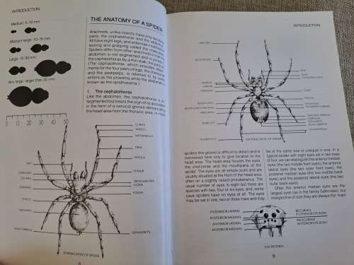 Southern African Spiders An Identification Guide - Martin R. Filmer