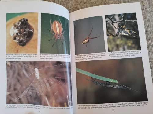 Southern African Spiders An Identification Guide - Martin R. Filmer