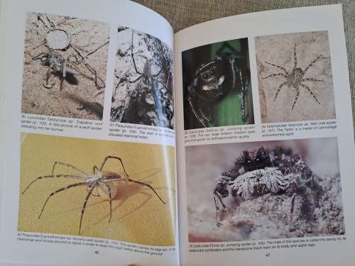 Southern African Spiders An Identification Guide - Martin R. Filmer