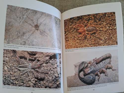Southern African Spiders An Identification Guide - Martin R. Filmer