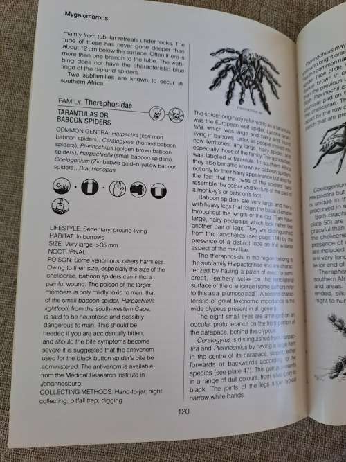 Southern African Spiders An Identification Guide - Martin R. Filmer