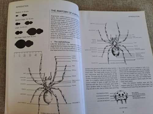 Southern African Spiders An Identification Guide - Martin R. Filmer