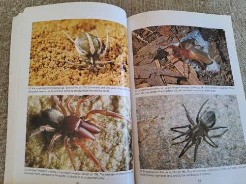 Southern African Spiders An Identification Guide - Martin R. Filmer