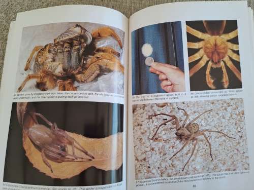 Southern African Spiders An Identification Guide - Martin R. Filmer
