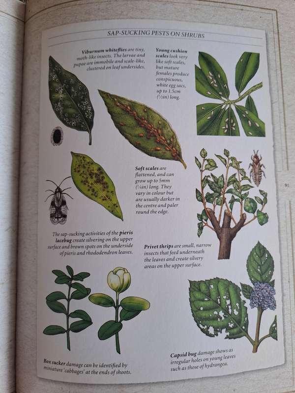 Garden Problem Solver - Mitchell Beazley