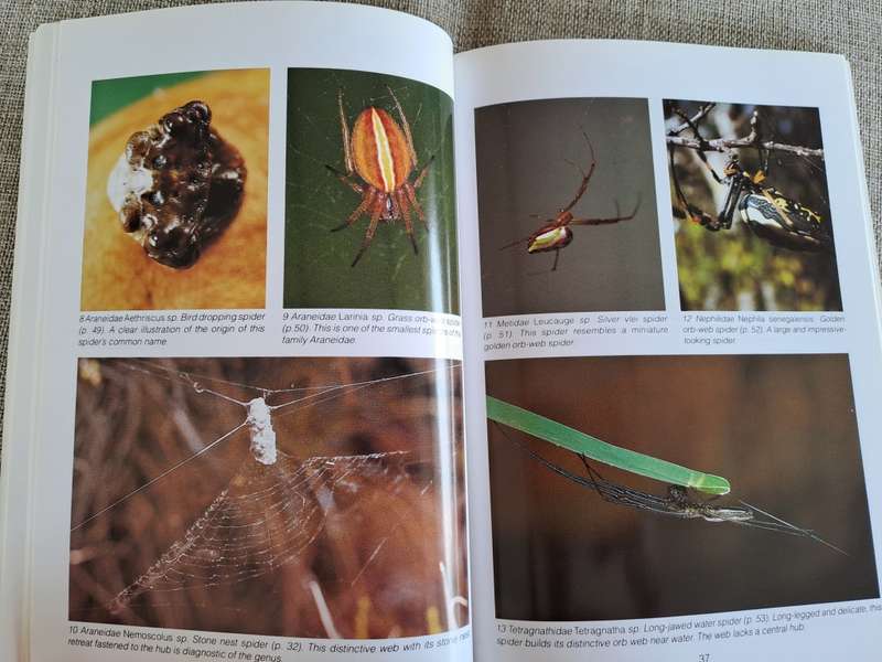Southern African Spiders An Identification Guide - Martin R. Filmer