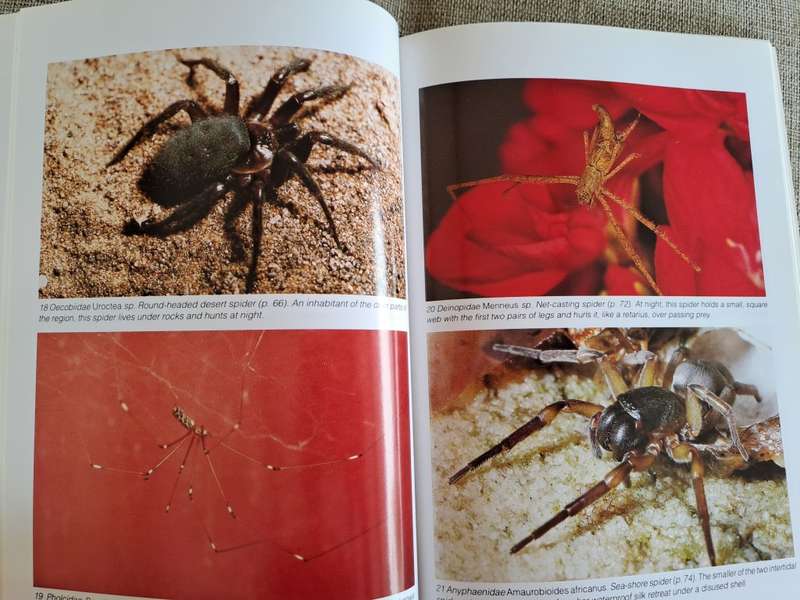 Southern African Spiders An Identification Guide - Martin R. Filmer