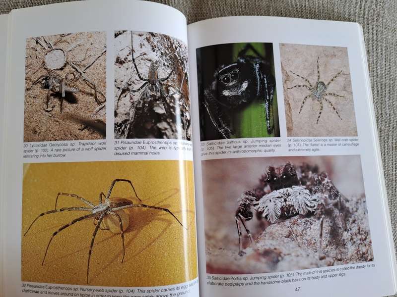 Southern African Spiders An Identification Guide - Martin R. Filmer
