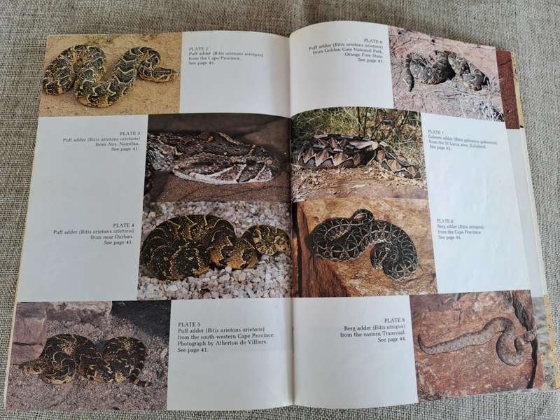 A Complete Guide to the Snakes of Southern Africa
