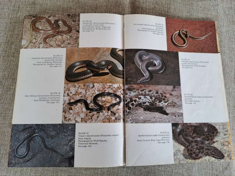 A Complete Guide to the Snakes of Southern Africa