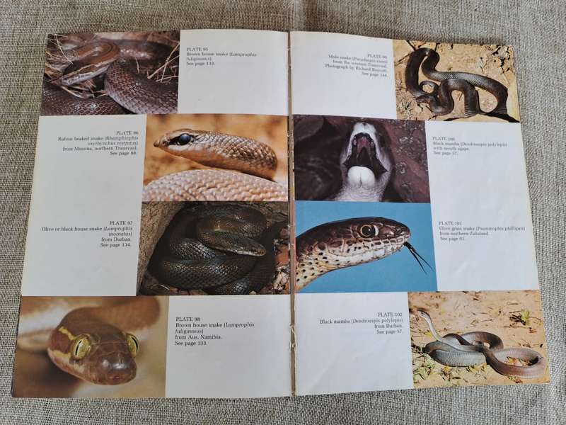 A Complete Guide to the Snakes of Southern Africa