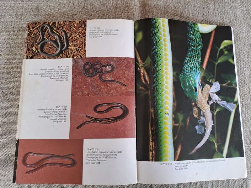 A Complete Guide to the Snakes of Southern Africa