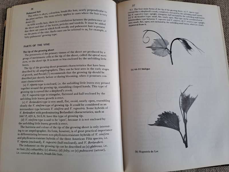 Rootstocks for Grape-vines - D. P. Pongracz