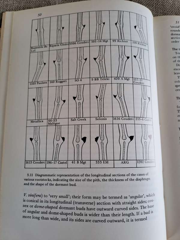 Rootstocks for Grape-vines - D. P. Pongracz