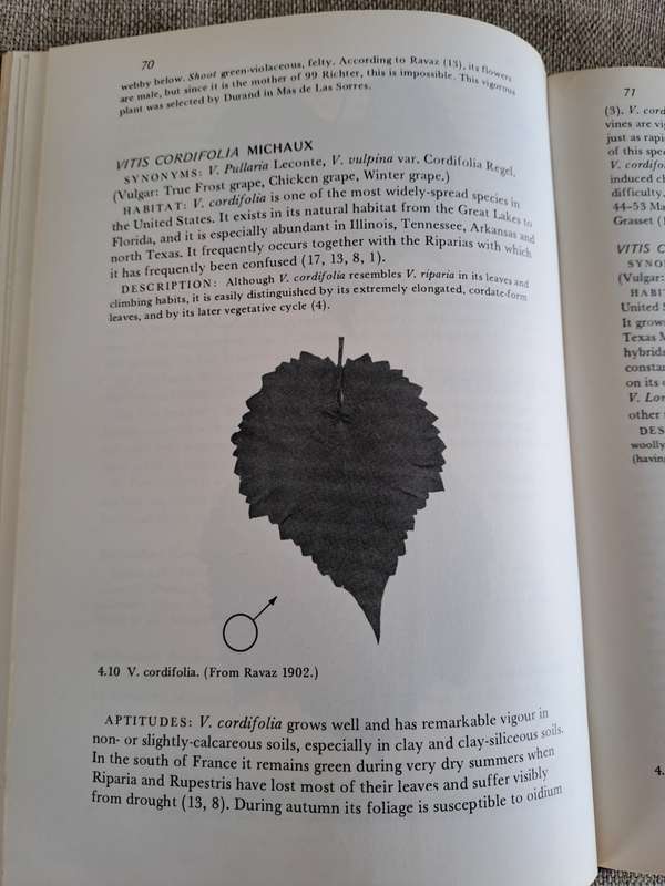 Rootstocks for Grape-vines - D. P. Pongracz