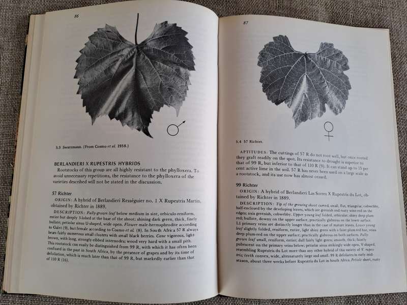 Rootstocks for Grape-vines - D. P. Pongracz