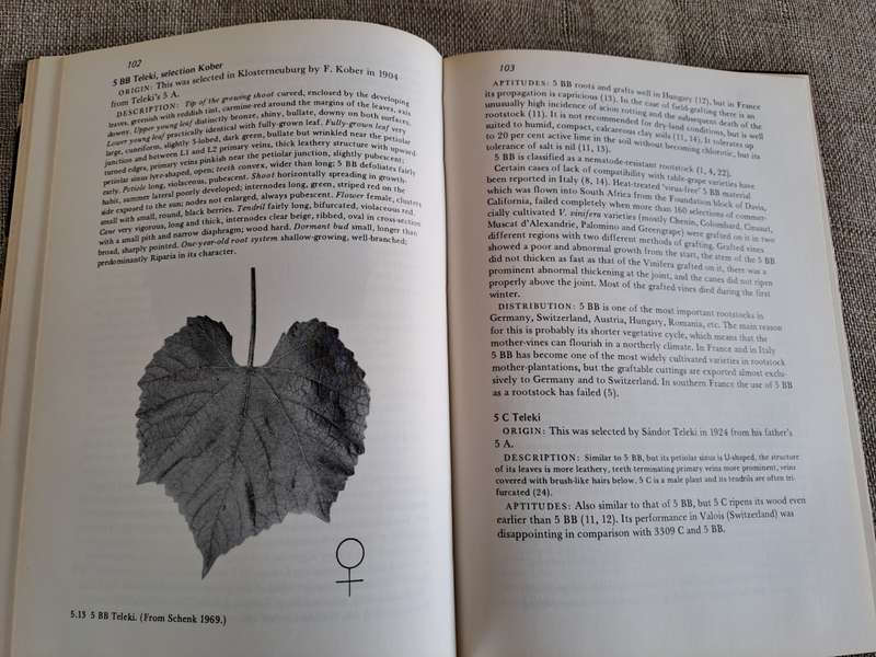 Rootstocks for Grape-vines - D. P. Pongracz